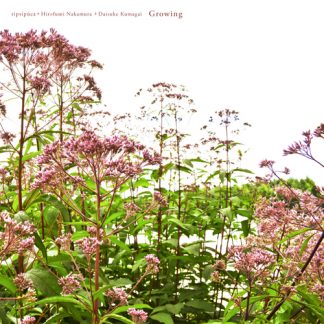 tipsipuca ティプシプーカ<br>Growing グロウイング